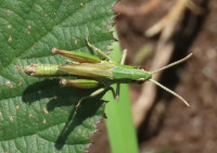Meadow-Grasshopper-2